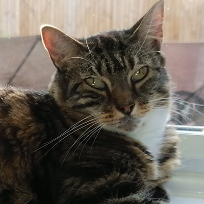 Tabby cat with white chest, Pinkie.
