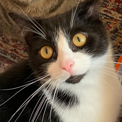 Black and white cat with bright yellow eyes, Shadow.