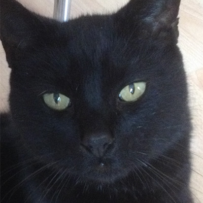 Black cat with green eyes looking at the camera, Simba.