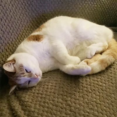 White and ginger cat asleep on the sofa, Sweenie.