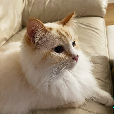 Fluffy cream and ginger cat sitting on a cream leather sofa.