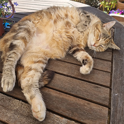 Tabby cat laying down showing their stomach, Tigzzy.
