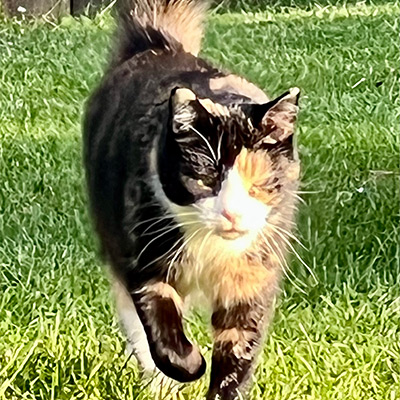 Tortoiseshell cat, Tinkerbell.