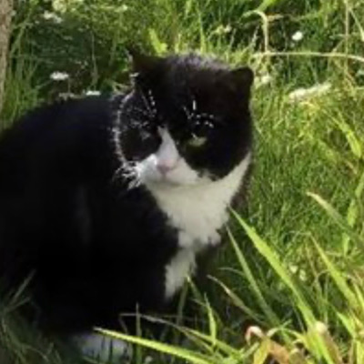 black and white cat sitting in long green grass on a sunny day