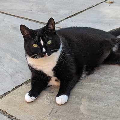 Black and White cat, Tommi Lee.