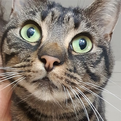 Tabby cat with green eyes, Vegas.