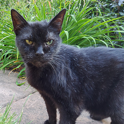 Black cat in the garden, Walter.
