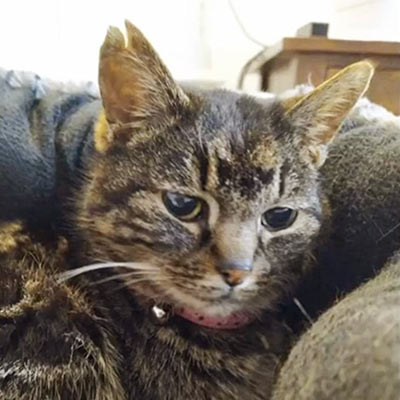 Tabby cat with long white whiskers, Winnie.