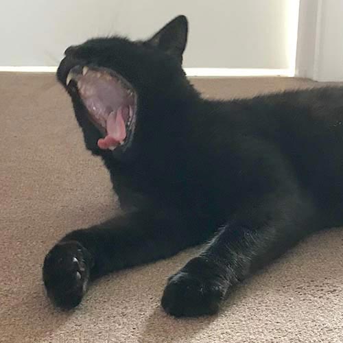 black cat