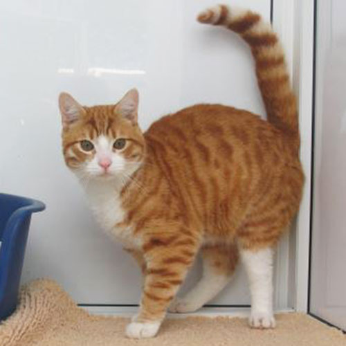 ginger tabby cat