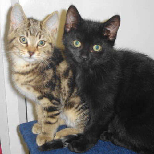 pair of cats: tabby and black