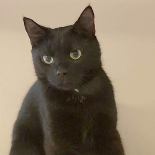 black cat yawning