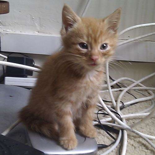 Small ginger kitten