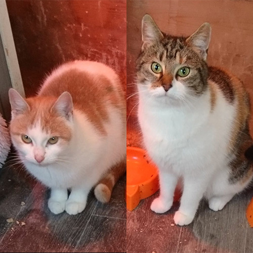 ginger and white cat and a tabby and white cat sitting together