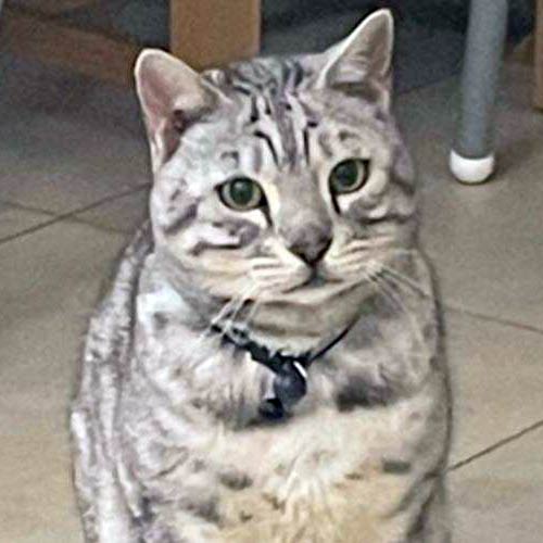 Silver Spotted Bengal Cat