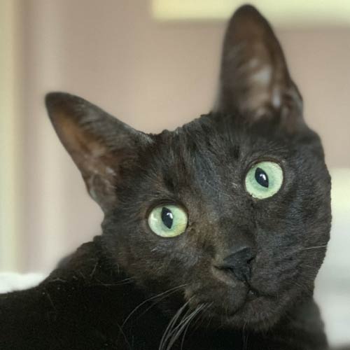 black bengal cat