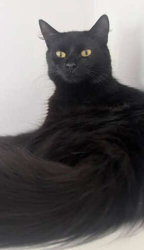 Portrait photo of black cat