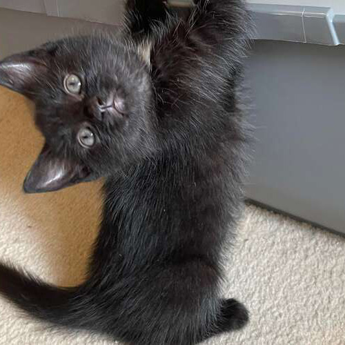 Photo of Benjamin cat
