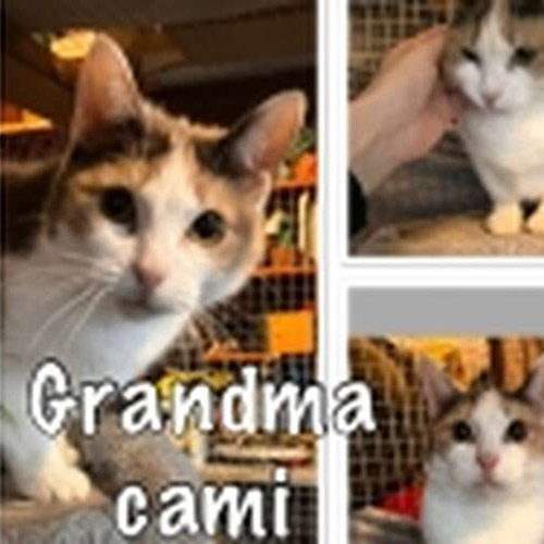 Cami
