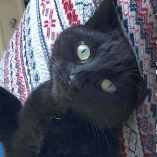 Cat F (Version 2)