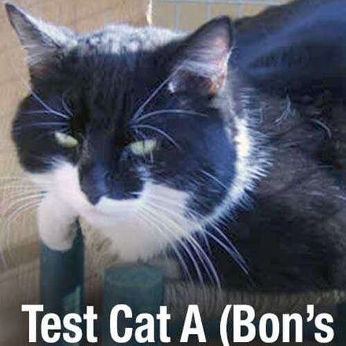 black and white cat on a chair