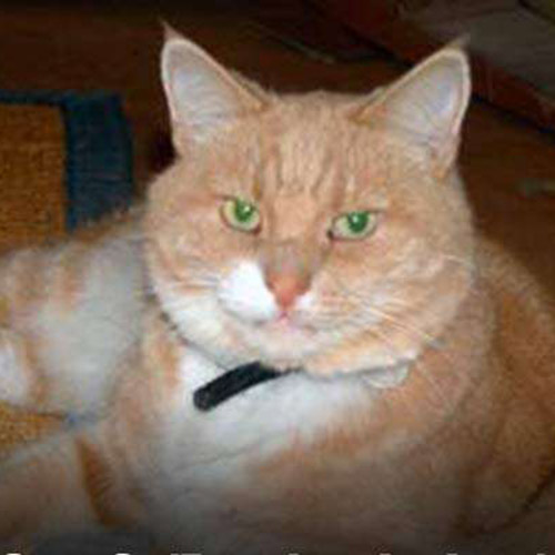 Cat G