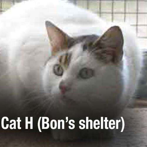 White and tabby cat in shelter
