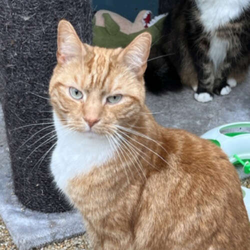 Garfield
