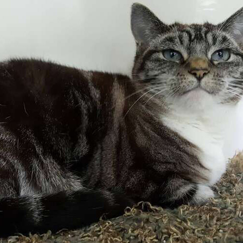 Minky