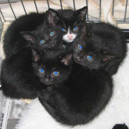 Sooty & Co