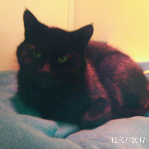 Theo
