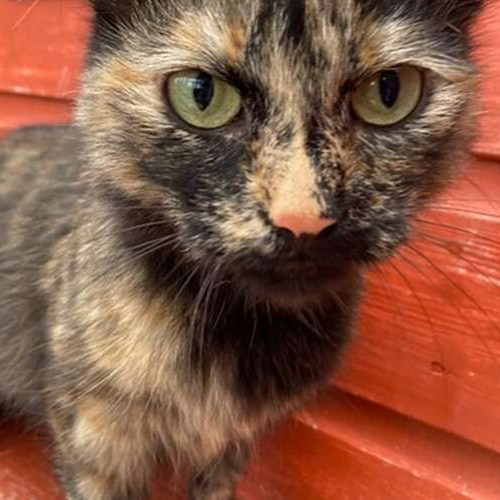 Treacle