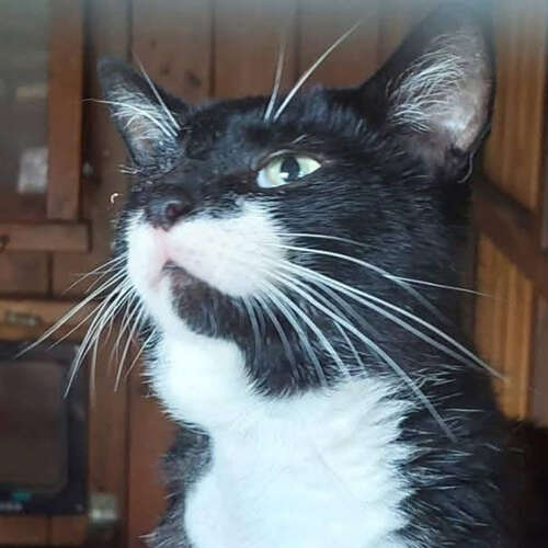 Doris