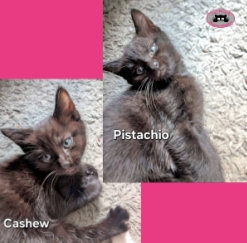 Cashew and Pistachio