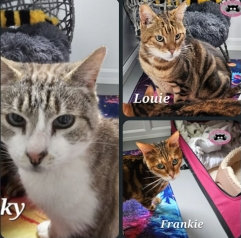 Minky, Louie and Frankie