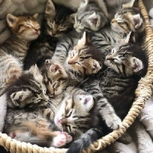Kittens, Kittens, Kittens!