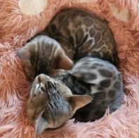 Widget & Gecko