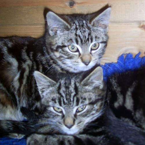 image of Angelo & Angelina