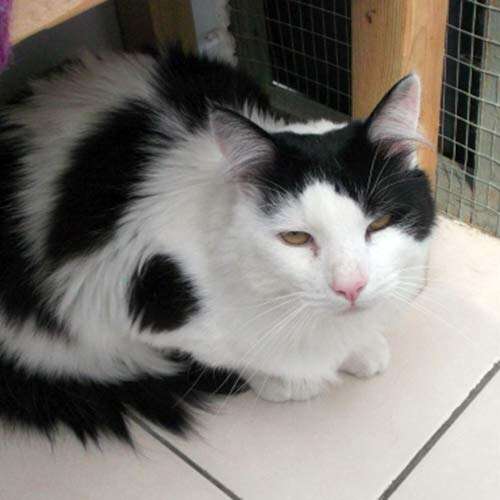 fluffy black and white cat