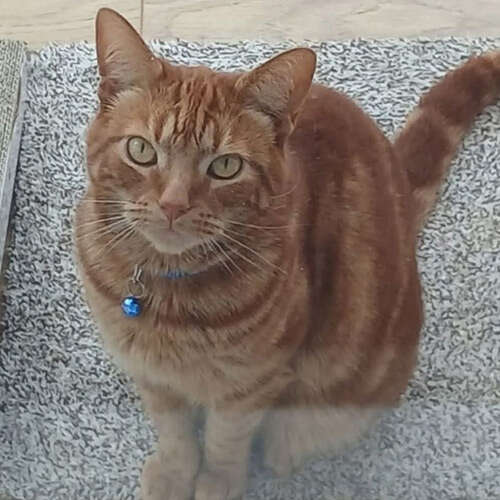 ginger tabby cat sitting on a silver carpet