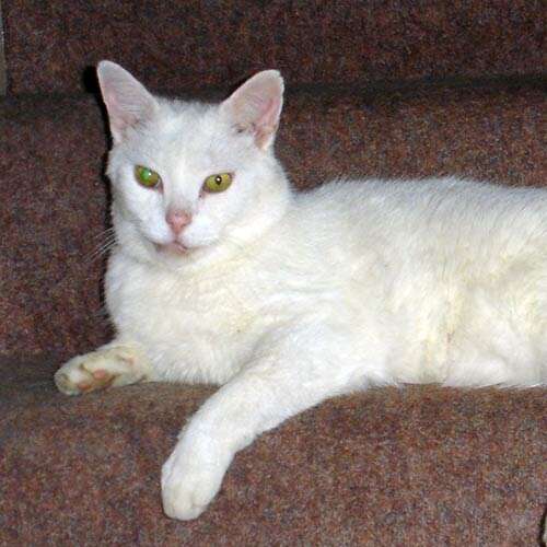 large white cat