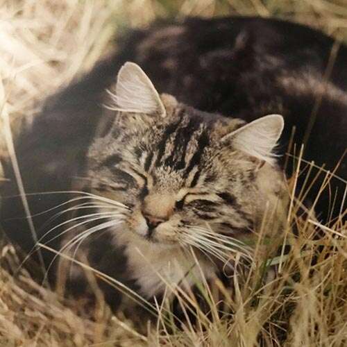 tabby cat in the grass