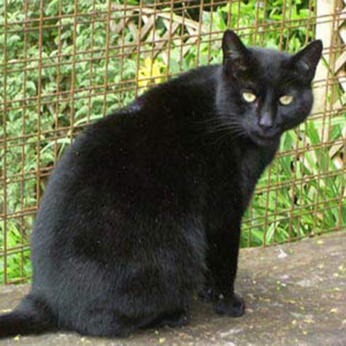 big black cat