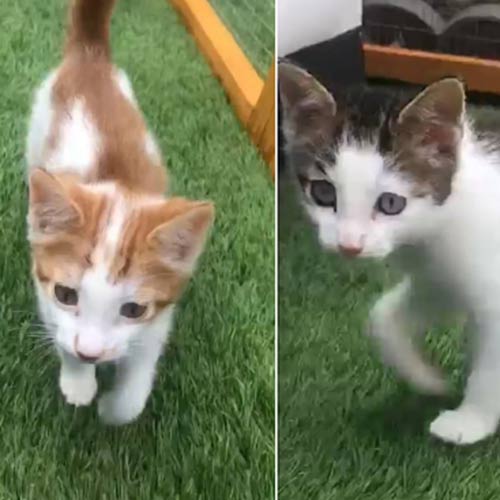 two pretty kittens, tabby and white