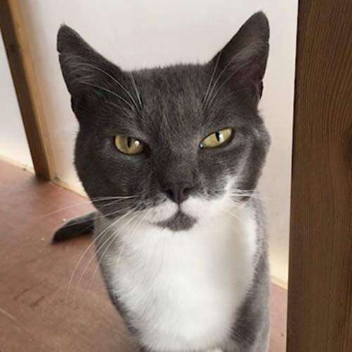 cat with book