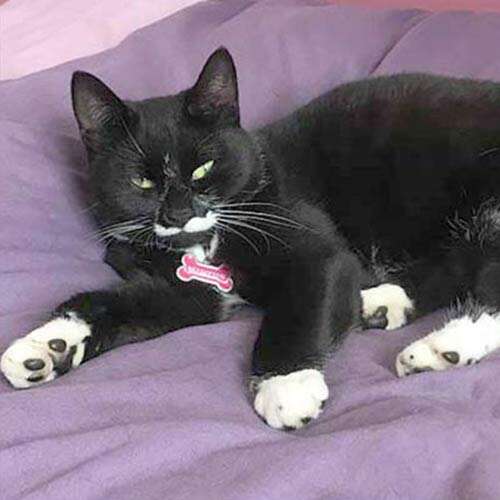 black and white cat on bed