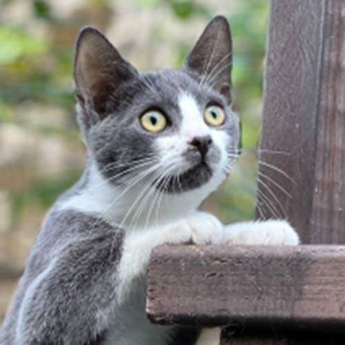 pretty grey cat