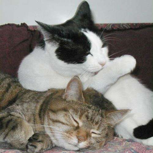two cats on the sofa