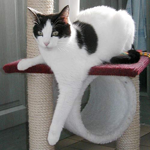 black and white cat
