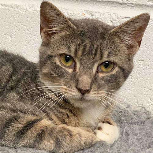 handsome tabby cat